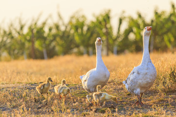 family of geese on the edge of a vineyard at sunset © drakuliren