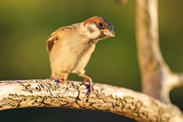sparrow on a branch with runes in the sunset