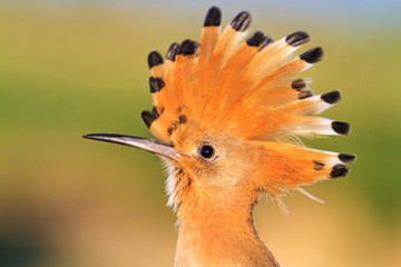 hoopoe exotic bird with a crest on its head