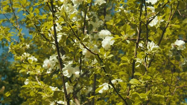 Blooming trees. Flowering pear tree.