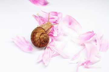 snail and petals of pink flowers on a white background