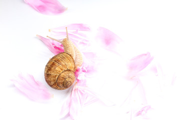 Ingredients of rejuvenating cream flowers and slime of snails
