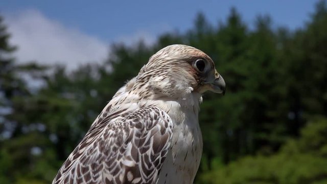 Portrait of Laggar Falcon Bird (Falco jugger)