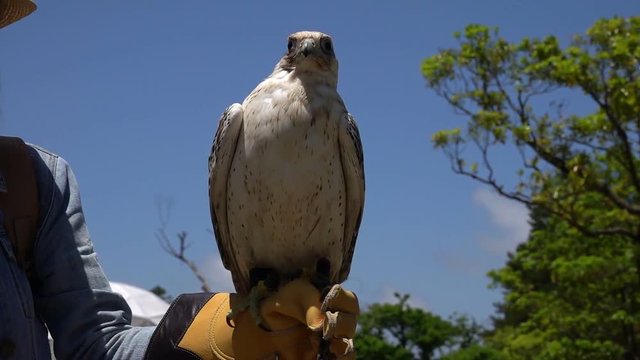 Female Tourist Posing for Photo with Laggar Falcon Bird (Falco jugger)