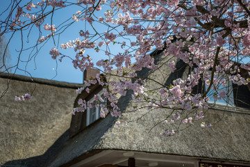 Kirchblüte vor Reetdachhaus