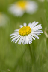 Obraz premium Gänseblümchen auf einer Wiese