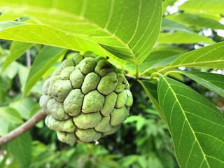 Fresh custard apple growing on tree