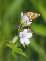 butterfly on a flower
