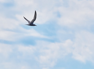 Fototapeta na wymiar tern in flight. summer