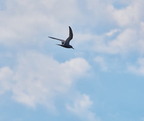 tern in flight. summer
