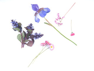 wildflowers on a white background