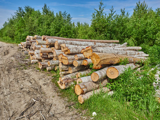 felled forest by the road