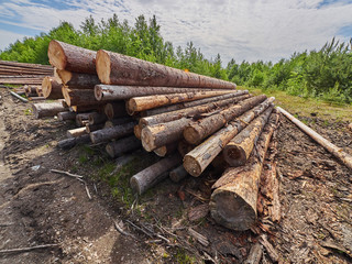 felled forest by the road