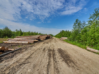 felled forest by the road