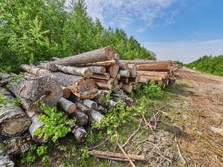 felled forest by the road