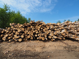 felled forest by the road