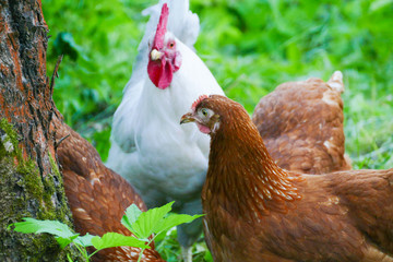 white cock and brown chicken in the village