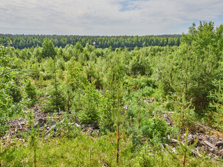 Fototapeta na wymiar forest in the summer. Russia. Karelia