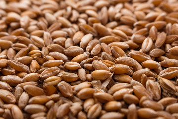 spelt seeds on a dark stone background