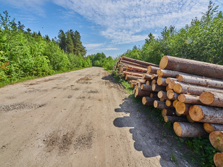 felled forest by the road