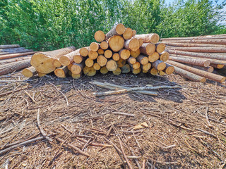 felled forest by the road