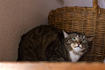 Fototapeta premium zły i przestraszony kot siedzi na półce