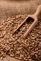 spelt seeds on the sack, dark rustic background