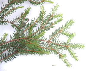 branch of spruce on a white background