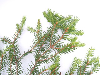 branch of spruce on a white background