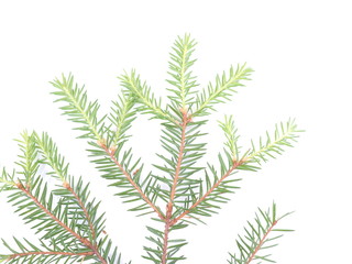 branch of spruce on a white background