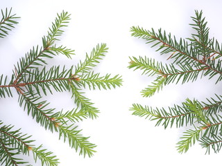 Fototapeta na wymiar branch of spruce on a white background
