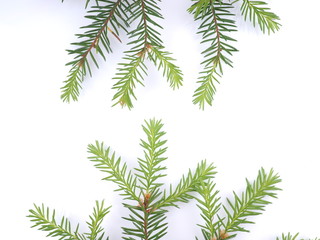 branch of spruce on a white background