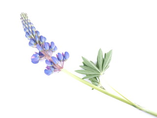 lupine flowers on white background