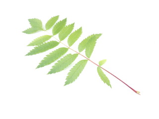 leaves of mountain ash on white background