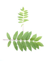 leaves of mountain ash on white background