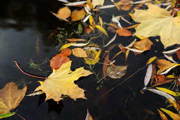 Leaves on a dark background.