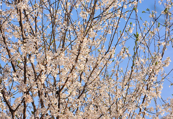 Beautiful Cherry blossom flower