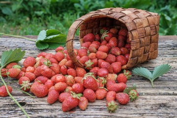 fresh garden strawberry in wicker basket on wooden background