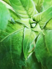 Beautiful green flower leaf in the Park close up
