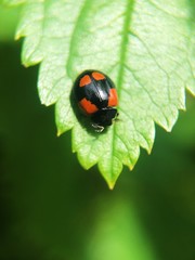 Ladybug on a green leaf in the morning Park  