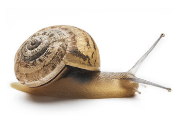 Brown common snail (Cantareus apertus) isolated on white