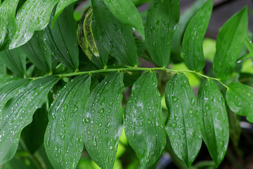 rain drops on the foliage of bushes