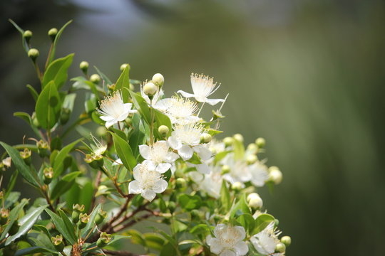 mirto fiori e bacche