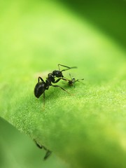 Black ant on a green leaf summer flower 