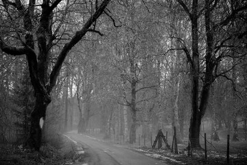 Black and white photo of gravel road in the misty forest