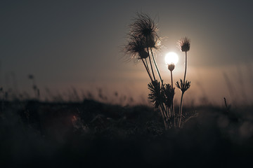 Beautiful close up of some hairy flowers with sun in the background