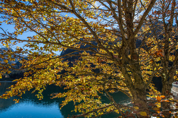 Arbre au bord d'un lac en automne