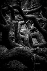 curvy trees in the forest