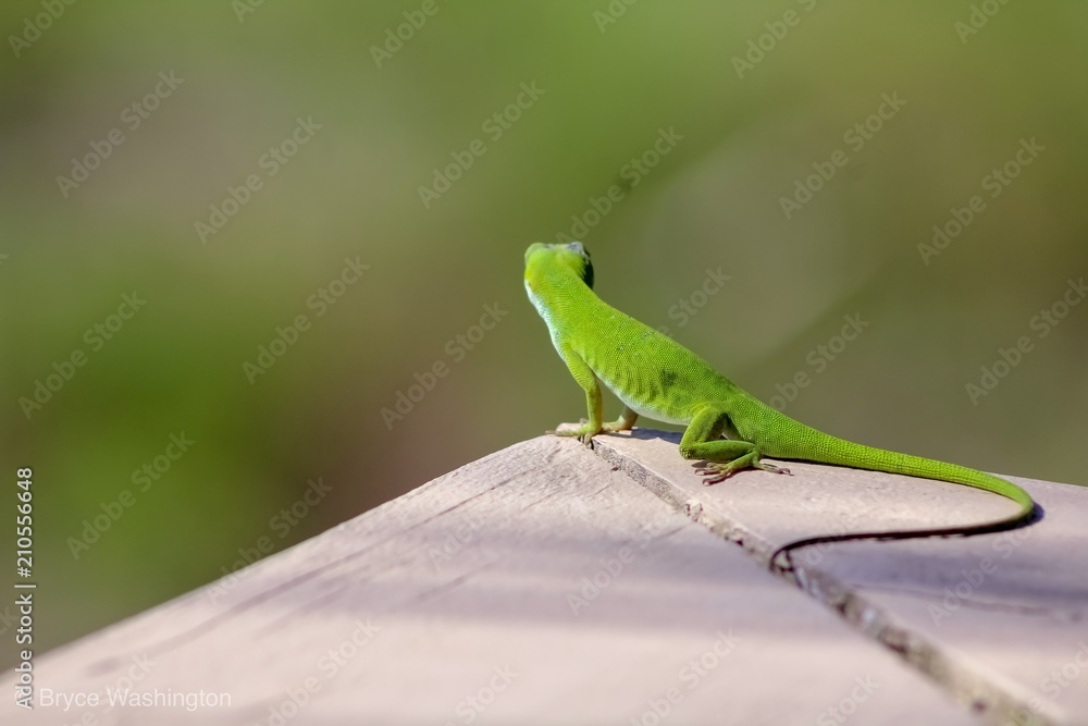 Wall mural my green friend