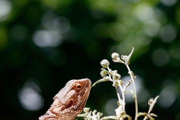pogona next to a plant